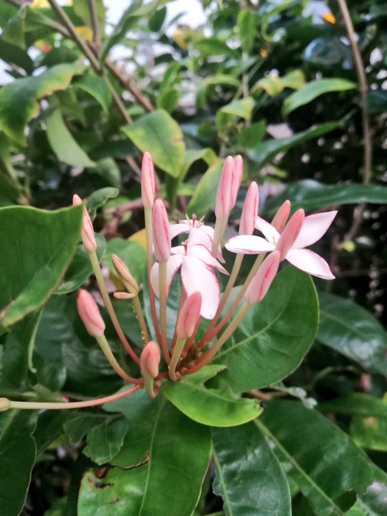 Art photography is finding beauty beyond the ordinary
🌷🌿🌼🌸🌺🍂🌾
#FindingBeauty
#Flowers
#NatureBeauty
#naturephoto