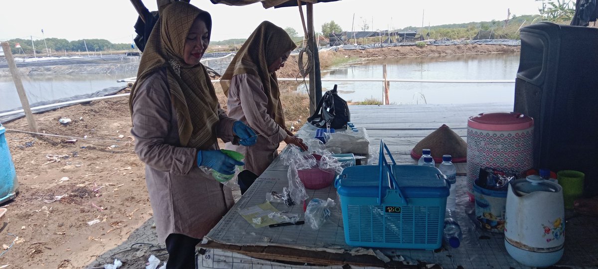 antown_darma's tweet photo. Kamis, 14 Nov 2024, Anton Sudarmanto, Luhkan Kab. Brebes, Kegiatan pendampingan BBPBAP Jepara, pengambilan sample uji AHPND dan AMR di tambak Brebes 
#GiatLuhkanSatminkalTegal #Brebes  @PKBLU_bp3tegal @dinkanbrebes @bppsdm_kp @bbpbapjpr https://t.co/wWCvKihkNi