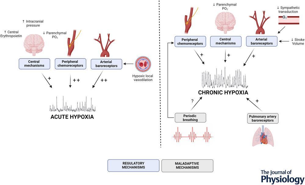 Journal of Physiology (@jphysiol) on Twitter photo This #SymposiumReview by <a href="/LydSimpson/">Lydia L Simpson</a> (<a href="/uniinnsbruck/">@uniinnsbruck@social.uibk.ac.at</a>) et al. examines the mechanisms underpinning #sympathoexcitation in hypoxia and identifies several areas of the field which remain unexplored ⚙️🧠
🔗 Read it here: buff.ly/48OU0lW This #SymposiumReview by <a href="/LydSimpson/">Lydia L Simpson</a> (<a href="/uniinnsbruck/">@uniinnsbruck@social.uibk.ac.at</a>) et al. examines the mechanisms underpinning #sympathoexcitation in hypoxia and identifies several areas of the field which remain unexplored ⚙️🧠
🔗 Read it here: buff.ly/48OU0lW
