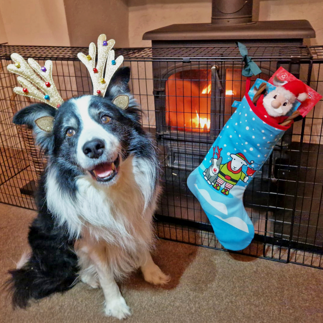 ✨ Sheppy’s on Santa's Good List! 🎅
As one VERY Good Dog, Sheppy's ready to unwrap some Christmas surprises from their stocking!
Who else’s pup is waiting for Santa Paws? 🐾

herdy.co.uk/christmas/chri…

#ChristmasStocking #Herdy #sheepdog #bordercollie #Christmas #goodlist #cute