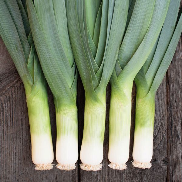 👩‍🌾🌱 Taylor loves growing new varieties here on our organic trials farm in Hyde Park, Vermont. Usually Taylor picks just five top favorites, but with 65 amazing new varieties to choose from, she had to include a couple more for this year. bit.ly/3YLQAf6 🌱👩‍🌾