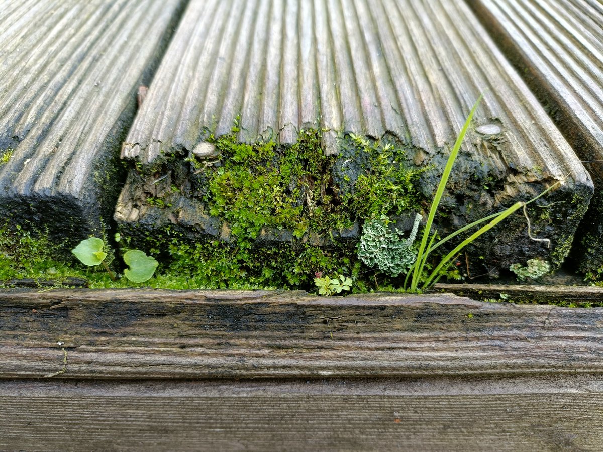 Did you catch one of our blog posts all about the awe of nature?

Lynsey, one of our nature-loving colleagues, found this awesome little micro world at the end of her deck - and we just wanted to remind you, the awe of nature is absolutely everywhere.

lght.ly/b2bb9bb