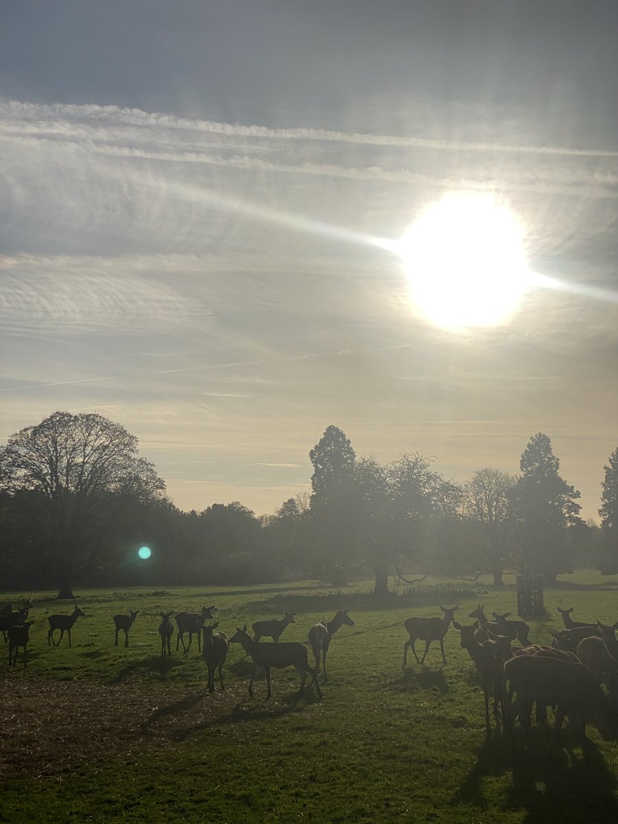 We visited the Deer Park trip at Stourton Estates. We had a tour of the park on a tractor trailer, the students loved seeing the Deer and exploring the land of the knocked down stately home.🦌🌲