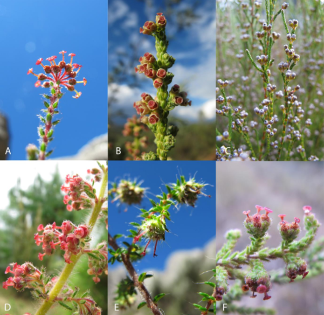 ARPHAPreprints's tweet image. Research on the Erica genus in Madagascar highlights rich biodiversity, with 35 species, unique evolutionary paths, and urgent #conservation needs to protect against habitat threats and overuse.

🔗 doi.org/10.3897/arphap… 

#Ericaceae