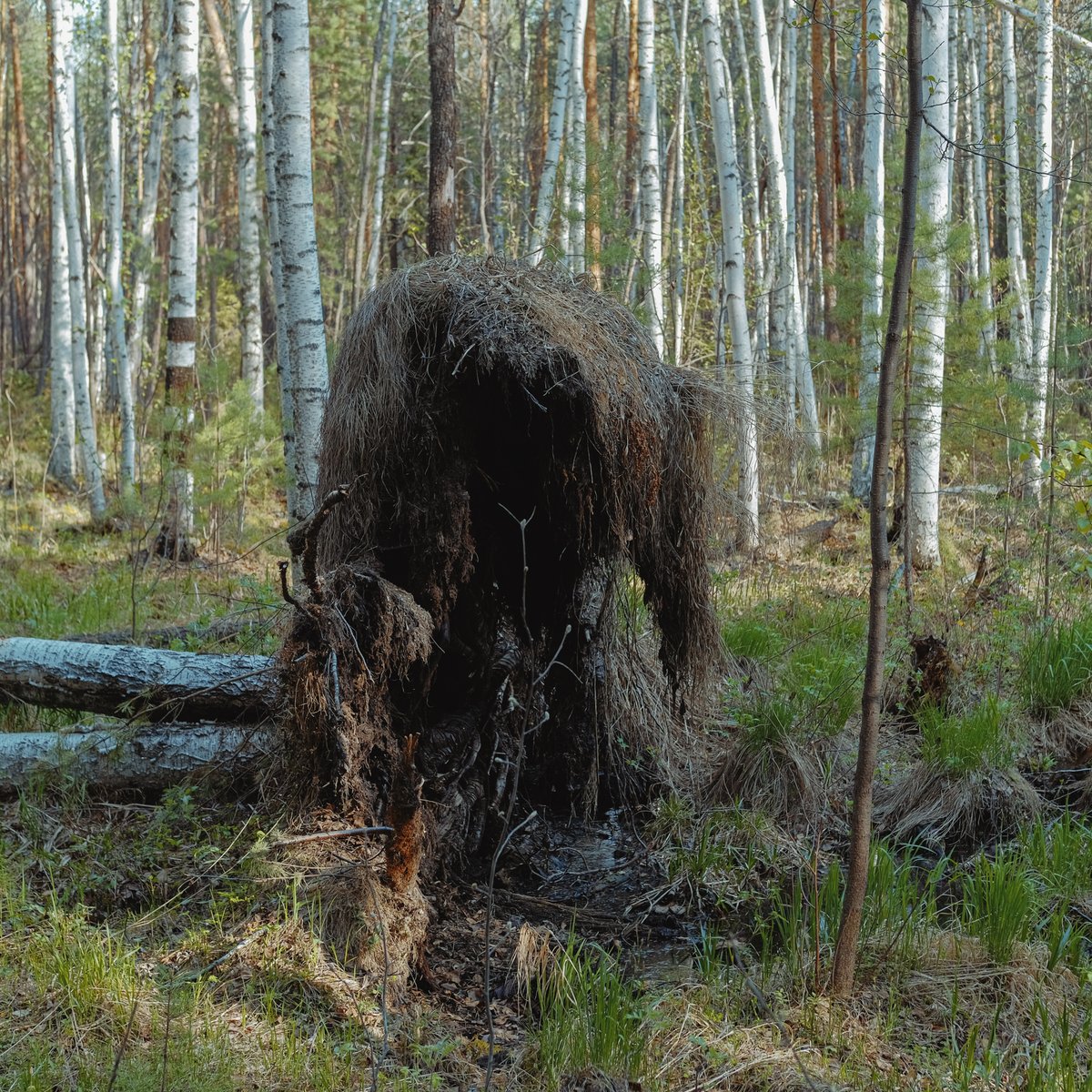 перекати-тело tweet media