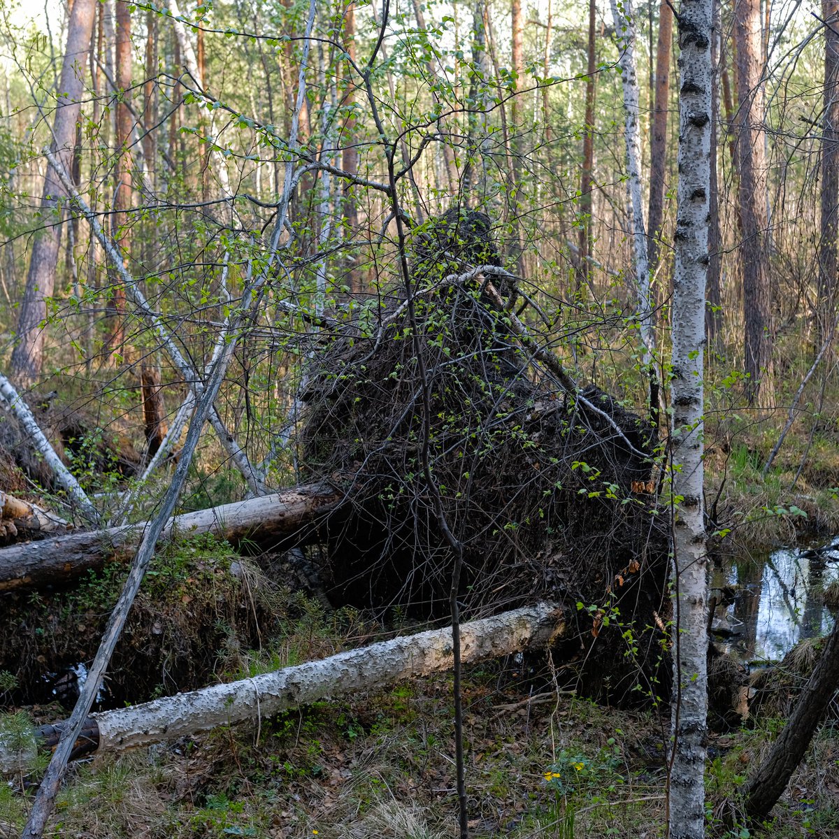 перекати-тело tweet media