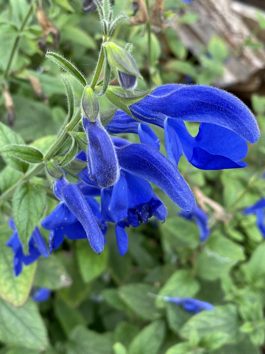 hatetorycuts's tweet photo. Morning tweeps
If everyone leaves this site
Musk will have won
He set out to destroy Twitter
We can thwart the demented First Lady
Keep on with the humour warmth wit &amp; beauty 
He hates it
#FlowersOnThursday
#GardeningTwitter 
#muskfirstlady https://t.co/K97EdGaDZt