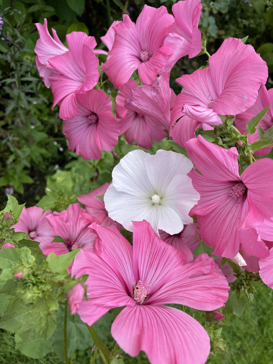 hatetorycuts's tweet photo. Morning tweeps
If everyone leaves this site
Musk will have won
He set out to destroy Twitter
We can thwart the demented First Lady
Keep on with the humour warmth wit &amp; beauty 
He hates it
#FlowersOnThursday
#GardeningTwitter 
#muskfirstlady https://t.co/K97EdGaDZt