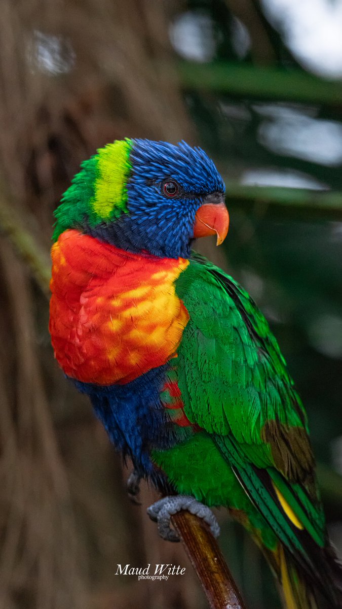 maudwitte's tweet photo. @RCederfjard Rainbow lorikeet https://t.co/9QfcFPv4PQ