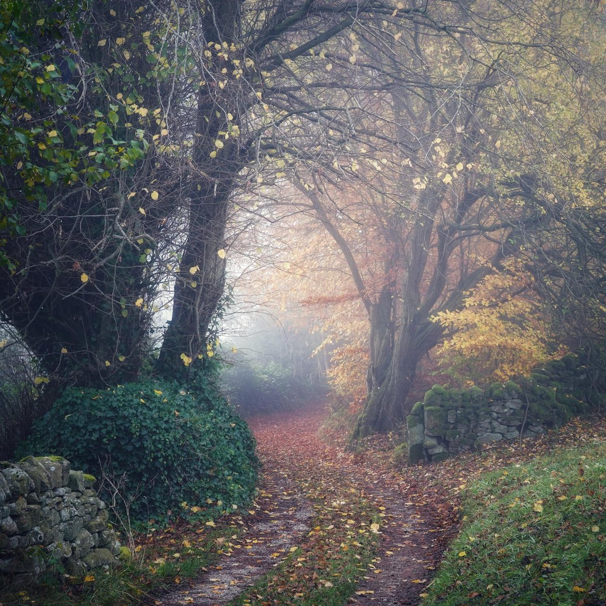 I never can resist a curving lane, disappearing into the mist, tantalising, beckoning. They're the reason I'm late for so many appointments. I've told my son that my dying words will be, "I just want to see what's around the next corner..." - as they always were in life. 😂