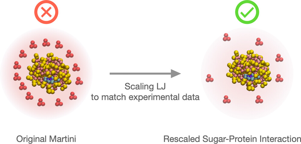 Malopolska Centre of Biotechnology UJ (@mcb_uj) on Twitter photo #newpaper
A new step forward in understanding cellular interactions with sugars! Just published in <a href="/ACSPublications/">ACS Publications</a>.
<a href="/BioPhysMatt/">Matt Sikora</a> has fine-tuned the Martini 2.2 force field, improving how molecular dynamics simulations capture sugar–protein interactions. Congrats! #newpaper
A new step forward in understanding cellular interactions with sugars! Just published in <a href="/ACSPublications/">ACS Publications</a>.
<a href="/BioPhysMatt/">Matt Sikora</a> has fine-tuned the Martini 2.2 force field, improving how molecular dynamics simulations capture sugar–protein interactions. Congrats!