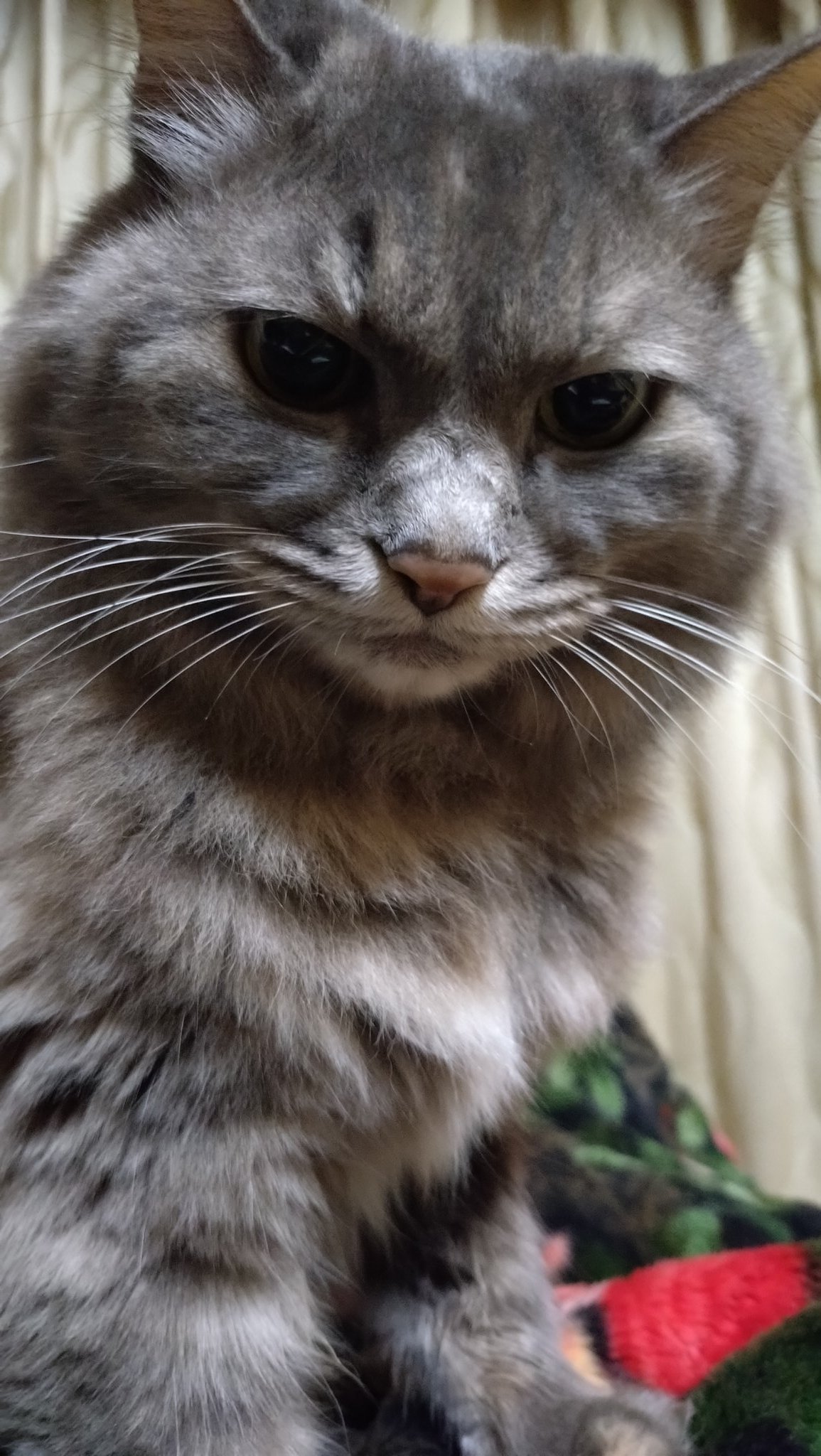 ☆きぬ猫ページ☆ シナダ SHINADA ぬいぐるみ もちねこ クロ(XL) MONE-0880B