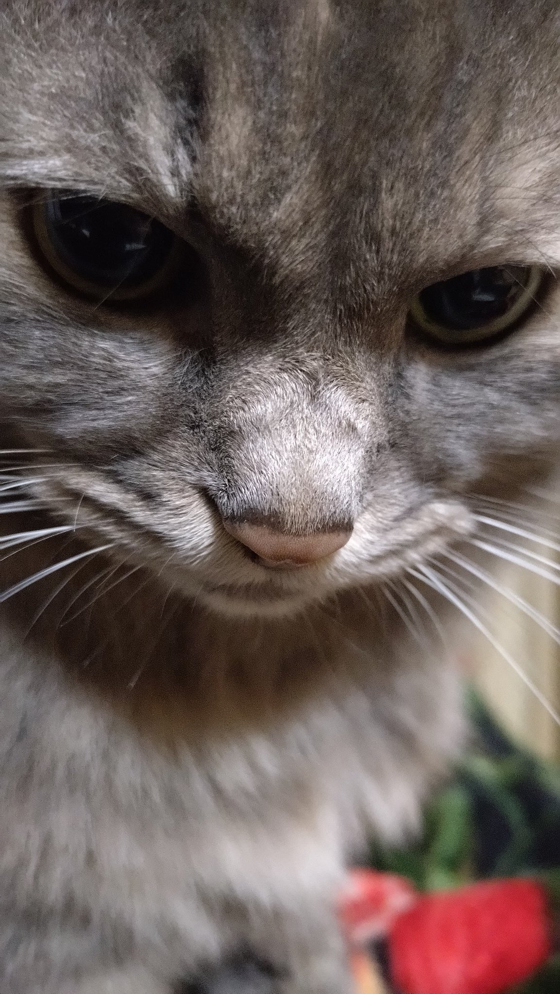 ☆きぬ猫ページ☆ シナダ SHINADA ぬいぐるみ もちねこ クロ(XL) MONE-0880B