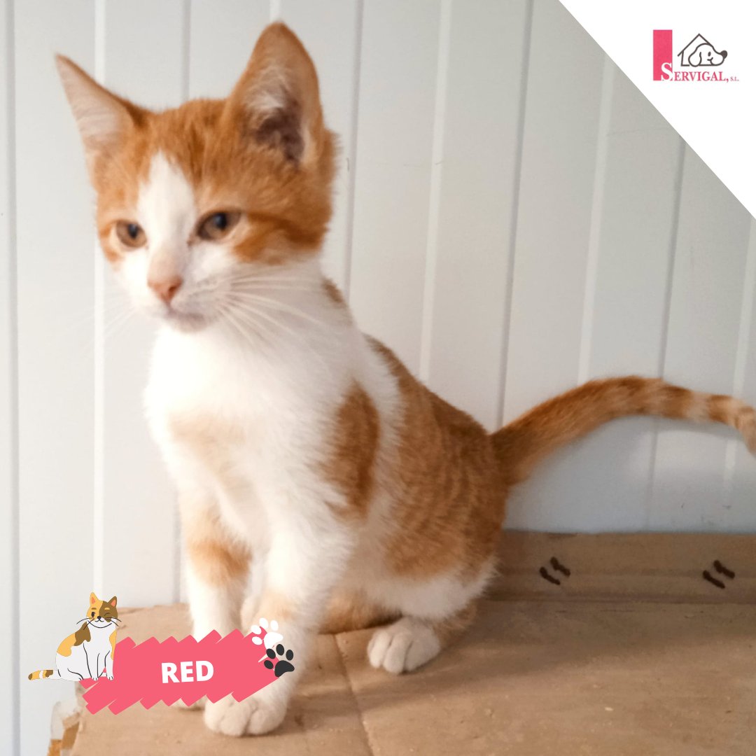 ❤️ ¡Este #bigotudo te está esperando!

🐾 Red es un precioso gatito de 4 meses que se cree el dueño del parque. Es muy tierno y muy cariñoso. 

🤩 ¿Te ves jugando y divertiéndote con Red? 

Si es así, puedes contactarnos en el 981 679 083 📞