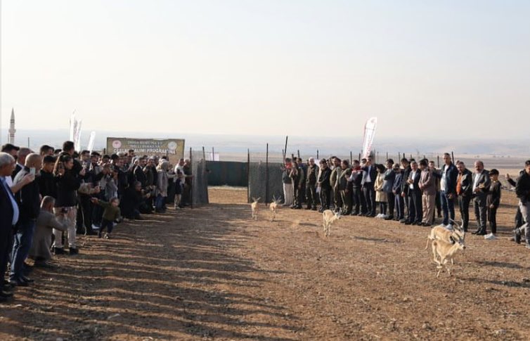 sirnak_dkmp's tweet image. İlimiz, Silopi İlçesi sınırları dahilindeki Cudi Dağı Ceylan Yerleştirme Sahamıza 30 adet ilave ceylan salımı gerçekleştirilmiştir. @milliparklar @BOLGE3DKMP @TCTarim @HakanMumcuoglu @SirnakValiligi @OKALAY #şırnak #şırnakdkmp #ceylan