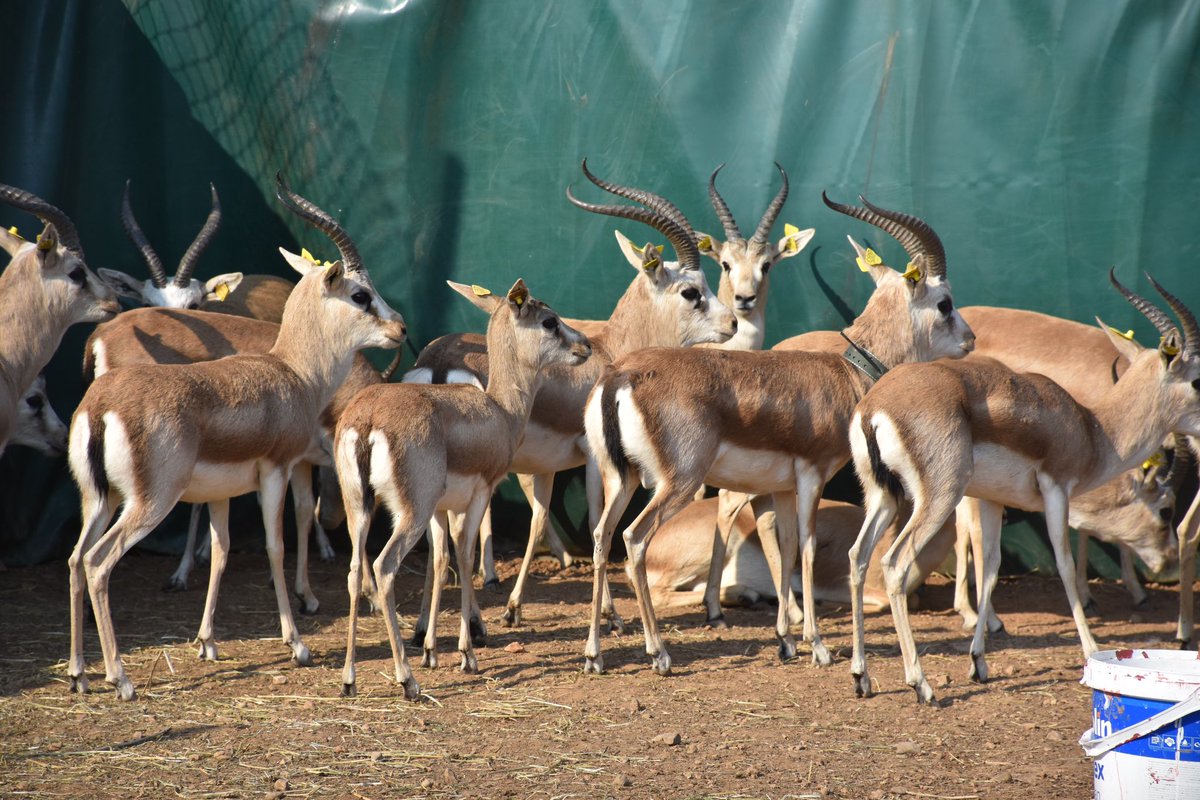 sirnak_dkmp's tweet image. İlimiz, Silopi İlçesi sınırları dahilindeki Cudi Dağı Ceylan Yerleştirme Sahamıza 30 adet ilave ceylan salımı gerçekleştirilmiştir. @milliparklar @BOLGE3DKMP @TCTarim @HakanMumcuoglu @SirnakValiligi @OKALAY #şırnak #şırnakdkmp #ceylan