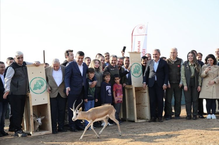 sirnak_dkmp's tweet image. İlimiz, Silopi İlçesi sınırları dahilindeki Cudi Dağı Ceylan Yerleştirme Sahamıza 30 adet ilave ceylan salımı gerçekleştirilmiştir. @milliparklar @BOLGE3DKMP @TCTarim @HakanMumcuoglu @SirnakValiligi @OKALAY #şırnak #şırnakdkmp #ceylan