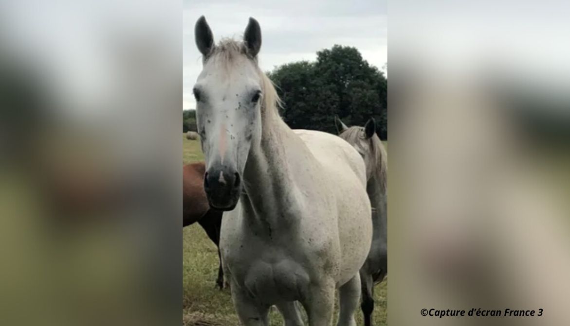 L’émoi est toujours très vif après la découverte d’une jument tuée à Isenay (Nièvre), par un tir de chasseur, alors qu’elle se reposait dans son pré. 2 plaintes ont été déposées. 
30millionsdamis.fr/actualites/art…