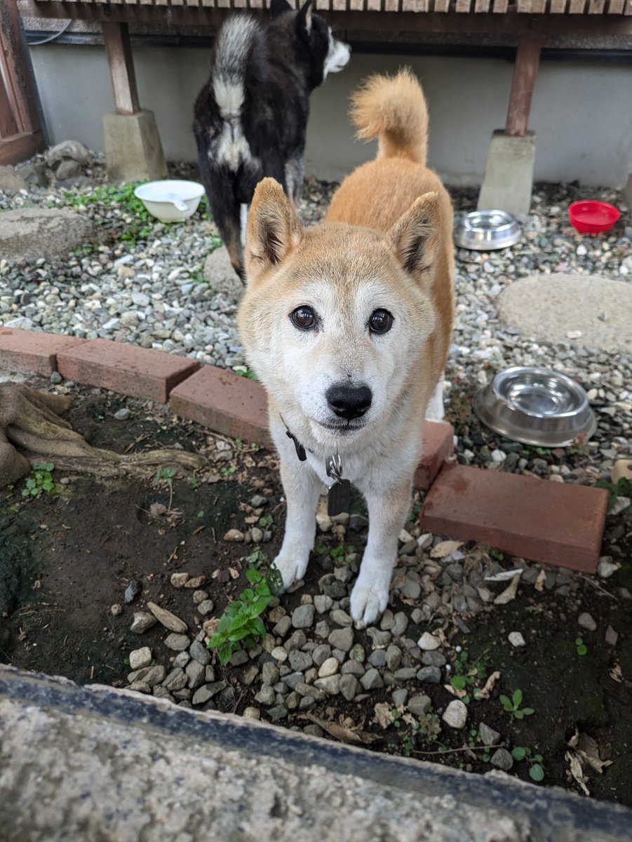 2匹の柴犬探してます。
#埼玉県 
#迷い犬