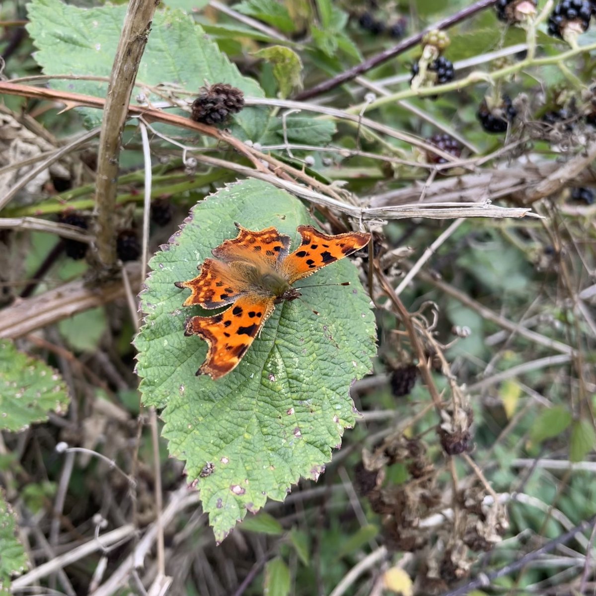 Enhance wildlife habitats with us!  We're looking for volunteers in #Hounslow &amp; #Feltham to help create a safe haven for water voles in our Take Me to the River project. 🌊🌿
Find out more and sign up below: trybooking.com/uk/EBYN