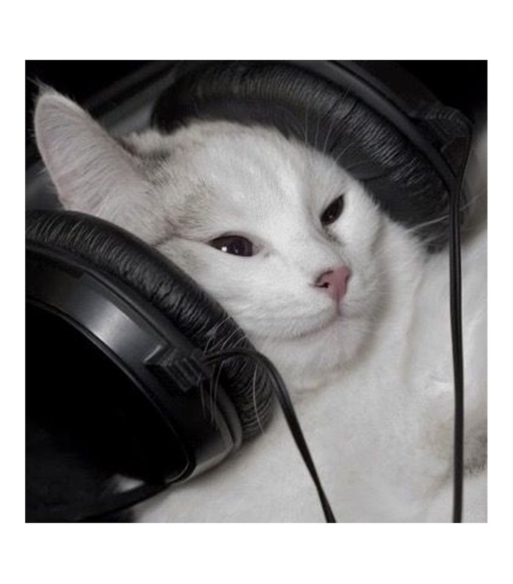 GENTLECAT (@gentleeeeeeecat) on Twitter photo 