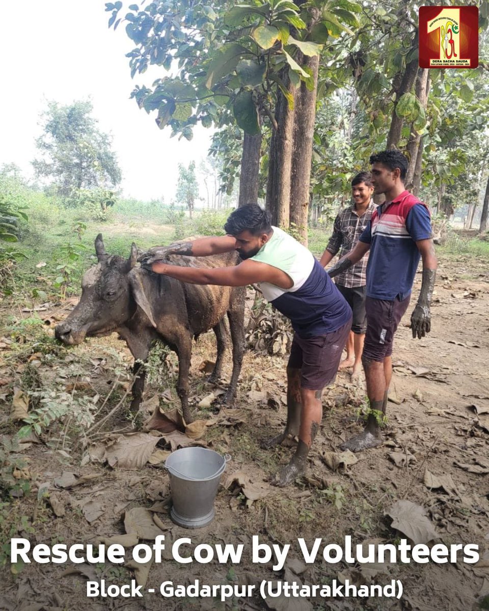 DSSNewsUpdates's tweet photo. Kindness is the language the deaf can hear and the blind can see🐄. Dera Sacha Sauda volunteers, inspired by the teachings of Saint Dr. MSG Insan, are true champions of compassion. Volunteers from Gadarpur, Uttarakhand, recently rescued a cow trapped in mud. They provided the necessary medical care, showcasing their dedication to animal welfare. Let's join in spreading kindness and compassion. #AnimalRescue #DeraSachaSauda #Humanity