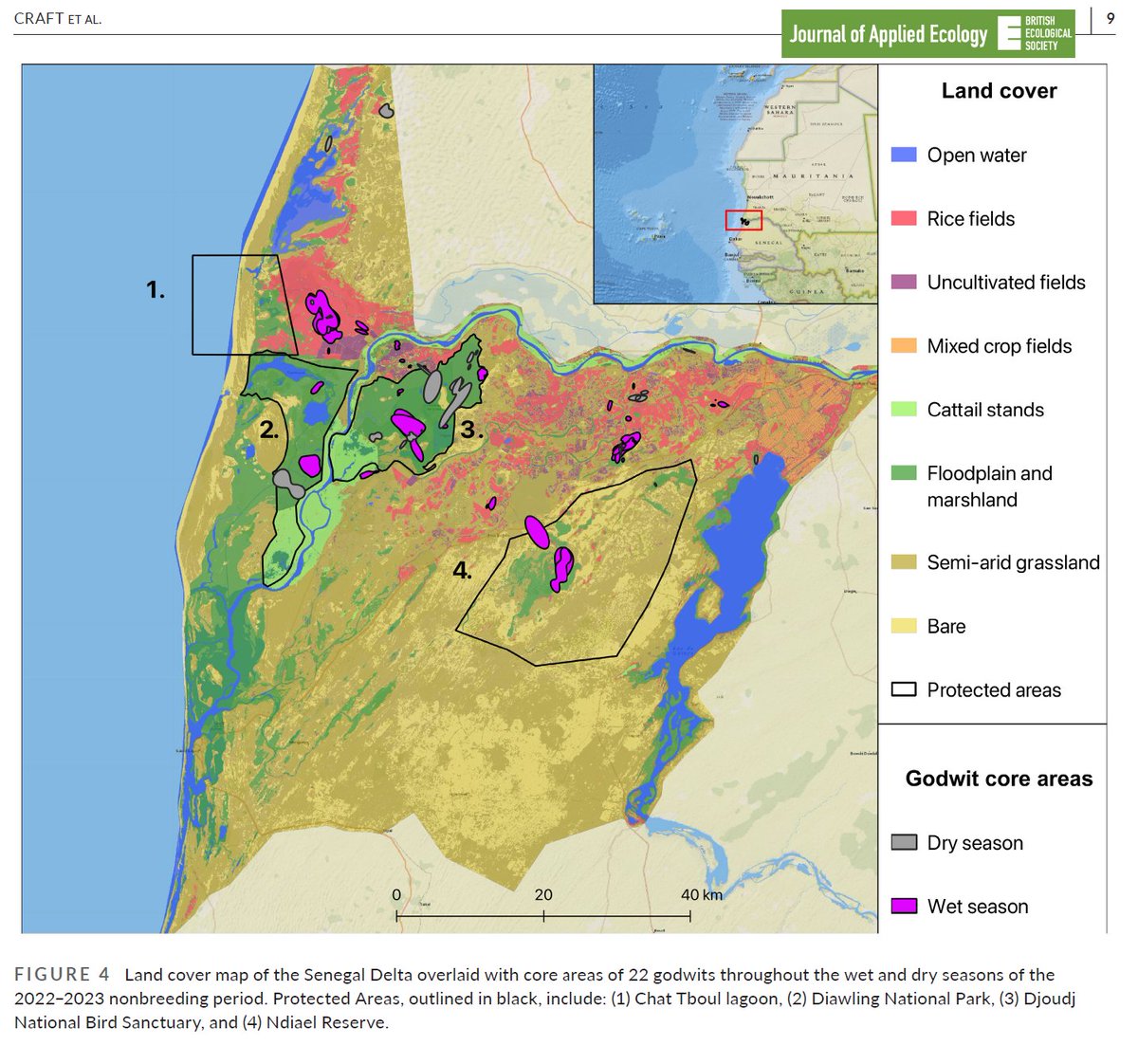 News from international consortium led by T. Craft on #habitat use in nonbreeding black-tailed
#godwits in #Senegal delta on basis of remote sensing (with ground truthing!) &amp; GPS tracking. There were strong seasonal shifts. #openaccess at doi.org/10.1111/1365-2… <a href="/JAppliedEcology/">Journal of Applied Ecology</a>