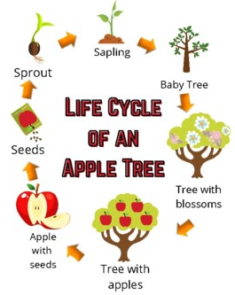 ChimeInCICUK's tweet photo. Food Forests for the Future: Learn how to grow your own food and contribute to creating food forests in your local area. Together, we can make a difference, one plant at a time.  #FoodForests #growyourown https://t.co/Qdx5IPXTq1