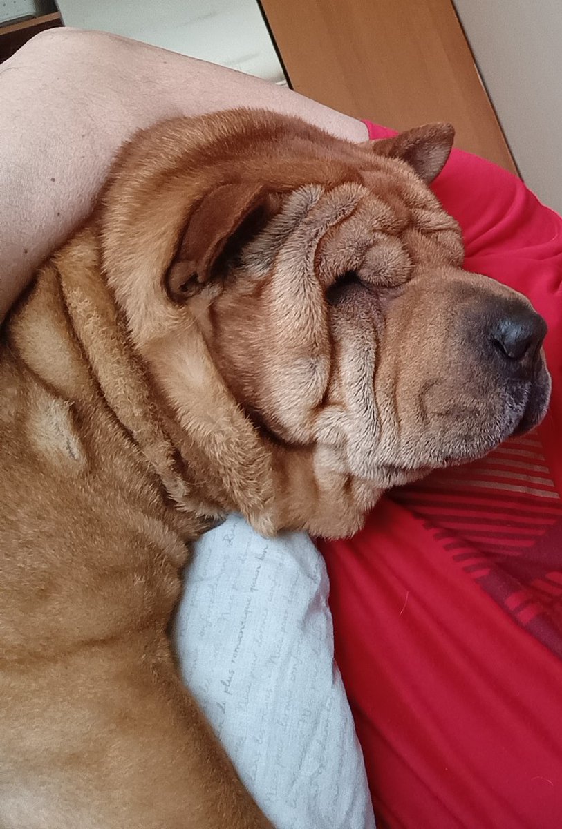 Fbianpiston's tweet photo. #despiertaconchv  Buen día   Acá aún estoy despertando con mi hijito Thor  jajajaj,  el jeans una prenda infaltable https://t.co/F908kaYc0V