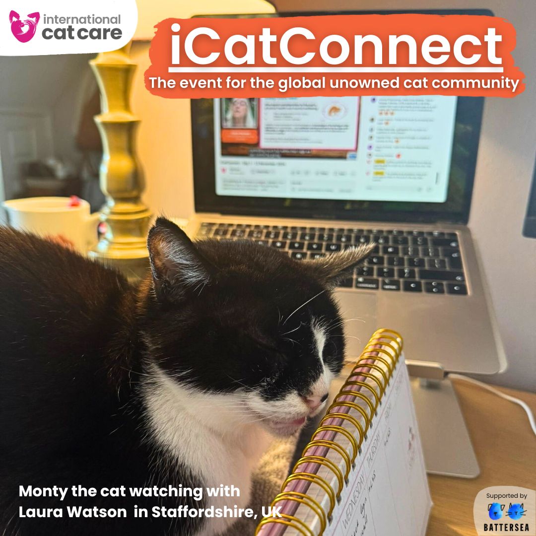 Day two of #iCatConnect starts soon! 😻 We hope you can join us at 11am to continue this free virtual event taking you on a journey through the bigger picture of cat population management and the care of all #UnownedCats

Register last minute! 👉 go.icatcare.org/4dJSPWA