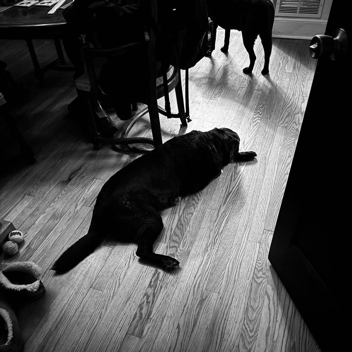 ToMakeMuchOTime's tweet photo. Lab noir 🐕

#dogs #labradors https://t.co/6Nkz1VLO7o