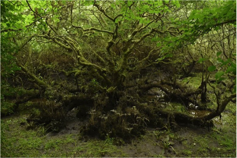 Killorglin.ie (@killorglintown) on Twitter photo A new report, generously funded by the Heritage Council <a href="/HeritageHubire/">The Heritage Council</a> , has been completed for the Killorglin Town Park in Clooncarrig! The report identifies invasive species and outlines ways to manage them.
Read it here: tinyurl.com/Killorglin-ISMP
#HeritageCounc A new report, generously funded by the Heritage Council <a href="/HeritageHubire/">The Heritage Council</a> , has been completed for the Killorglin Town Park in Clooncarrig! The report identifies invasive species and outlines ways to manage them.
Read it here: tinyurl.com/Killorglin-ISMP
#HeritageCounc