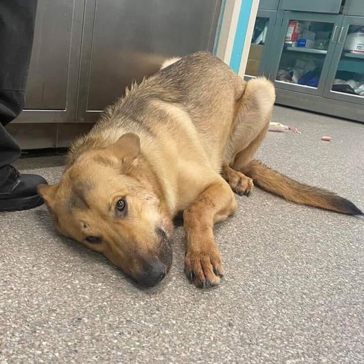 DogLovers03's tweet photo. It's shocking how horrible some people can be to dogs — this sweet German shepherd was shot in the head 💔😢
But after months of recovery, Magic is finally getting the second chance he deserves
Please don't move around without giving him some love! https://t.co/Jq53QWaZ9p
