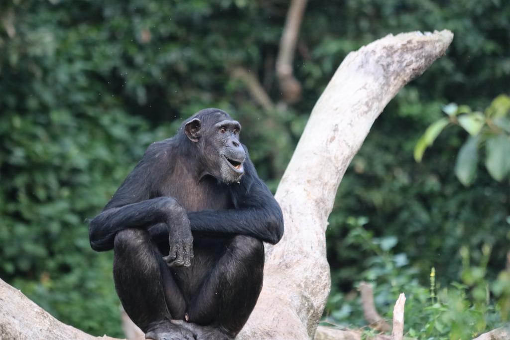 ngambaisland's tweet image. #Chimpchronicles
Sunday climbed up just to make sure we all get his good side!  Guess fame has gone straight to his head…or his branch! 😉 #SuperstarSunday #BranchingOut