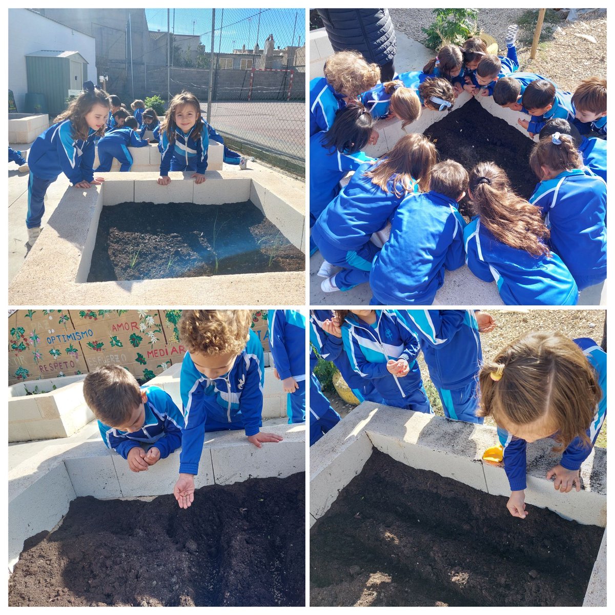 🌱✨ ¡Hemos puesto en marcha nuestro consohuerto escolar y jardín vertical! 🥕🍅👩‍🌾👨‍🌾 Con mucha ilusión, hemos plantado distintas semillas 🌾🌽 y pronto veremos cómo crecen. 🌟 ¡Manos a la tierra! 👐🌿 🌍💚 #huertoescolar  #consolacióneduca #villacañas #Auténticos