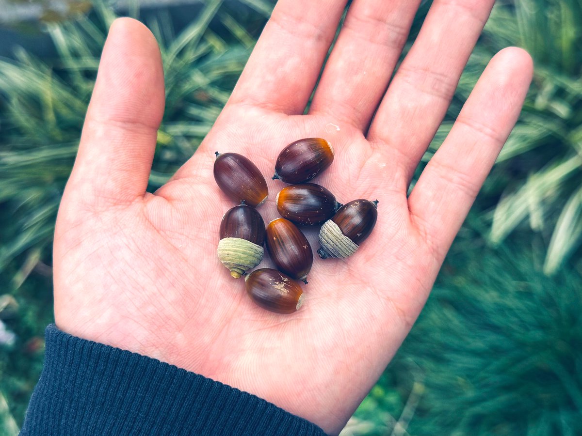 これはおさんぽで拾ったどんぐり