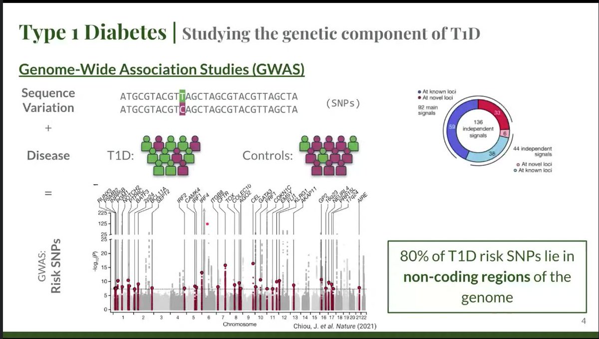 Workshop “What’s going on in diabetes research?” (@workshop_diab) on Twitter photo We're back with our next speaker! Mireia Ramos-Rodríguez will tell us about the role of beta-cells in the development of T1D. We're back with our next speaker! Mireia Ramos-Rodríguez will tell us about the role of beta-cells in the development of T1D.