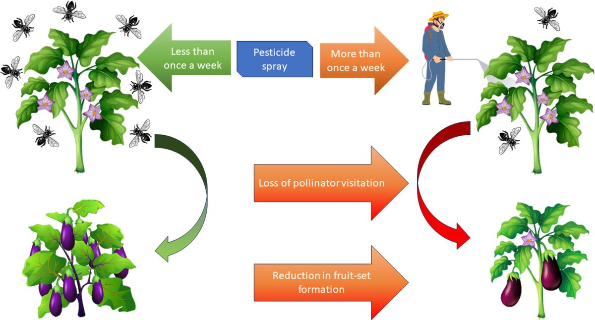 Ecol_Ent's tweet image. Our #EarlyView #OriginalArticle shows pollinator visitation decline due to pesticide application beyond threshold frequency brings down crop yield🍆
doi.org/10.1111/een.13…
@RoyEntSoc @WileyEcolEvol