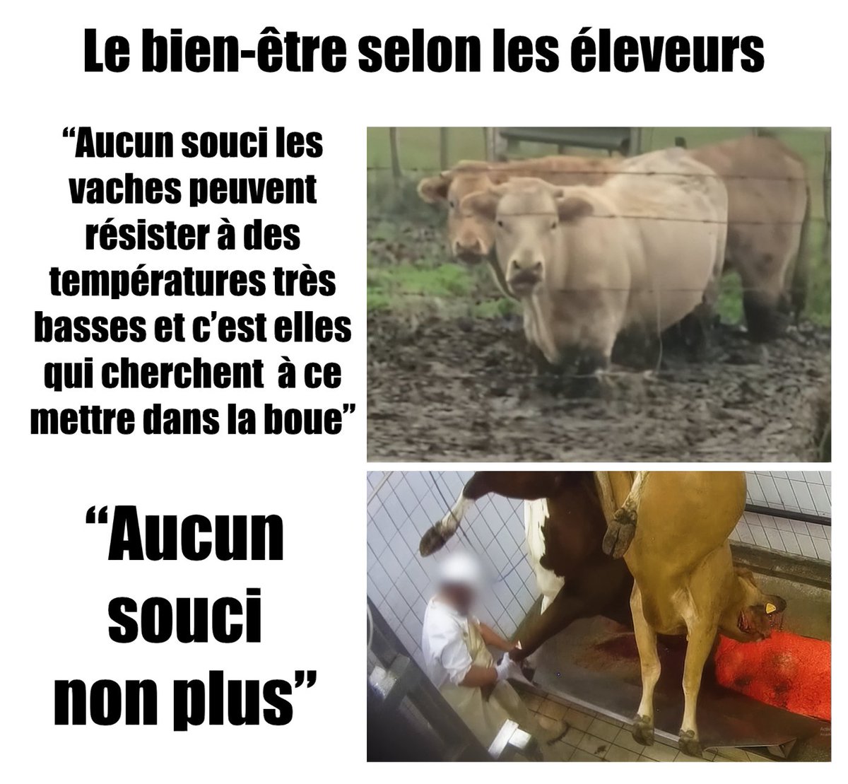 Arrêtez-de-vous-foutre-de-notre-gueule.

Si le bien-être des vaches vous intéressait, vous ne les enverriez pas se faire abattre.