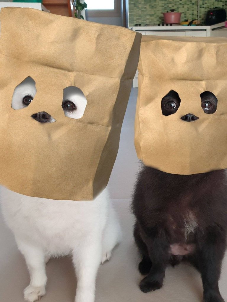 💖 (@twaniimals) on Twitter photo 