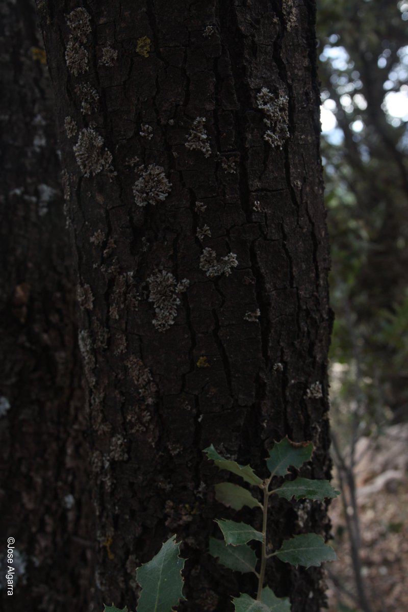 La Planta del Mes de Noviembre no es otra que la estimada Encina (Quercus rotundifolia). Ahora en fructificación, se pueden observar sus bellotas y compararlos con otras especies del mismo género que se pueden observar en el propio jardín botánico #JBHoyadePedraza #SierraNevada🙂