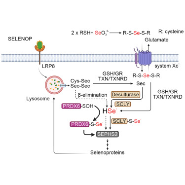 Online Now: PRDX6 contributes to selenocysteine metabolism and ferroptosis resistance dlvr.it/TGB651