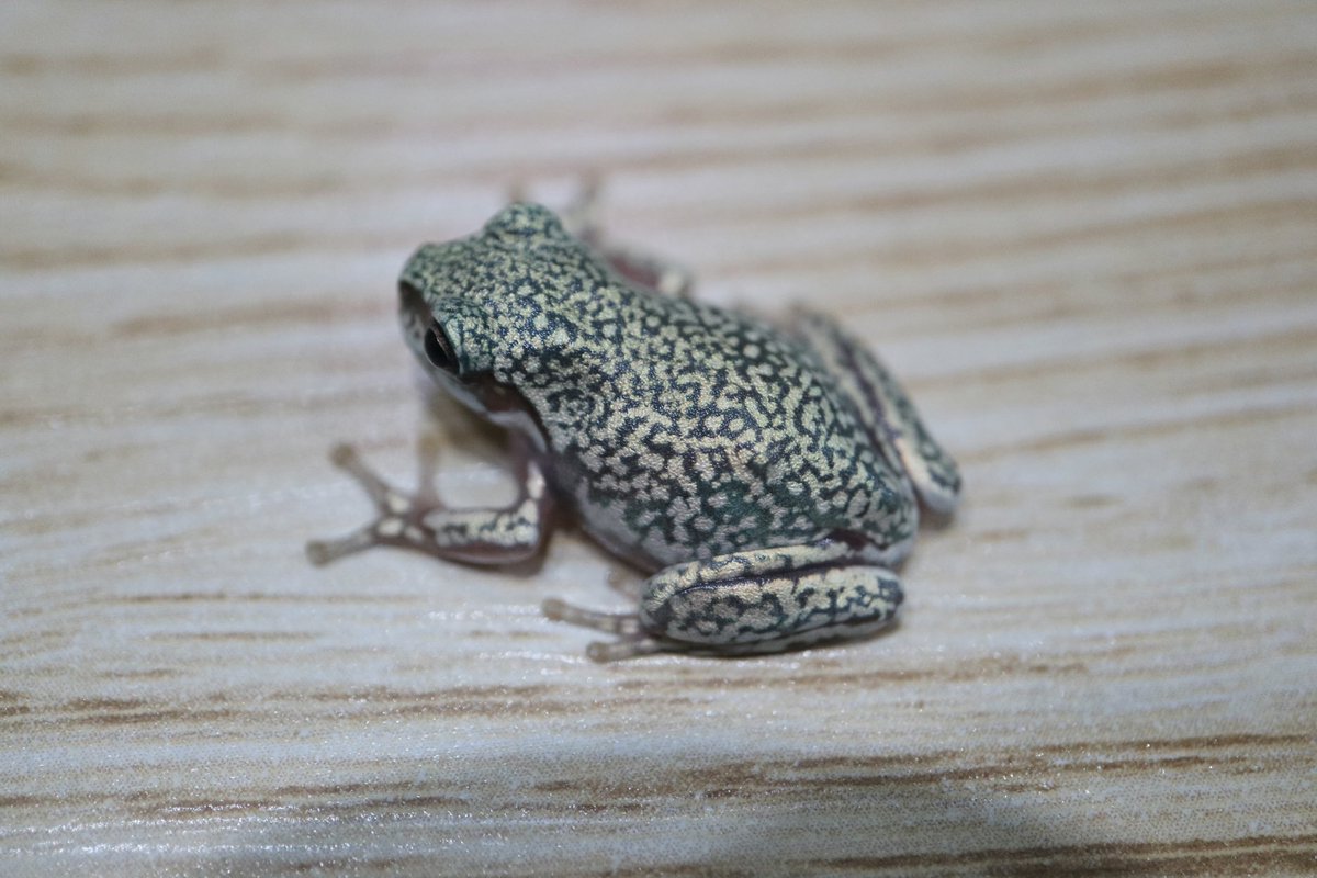#イエアメガエル

Litoria caerulea

China