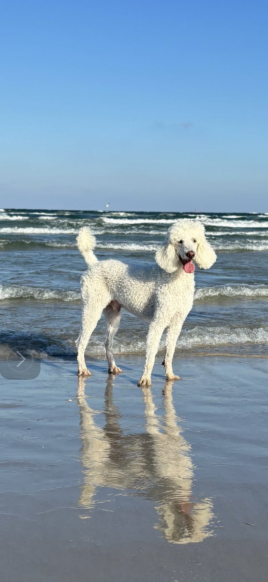 Caught the perfect photo of Draco out on a beach run celebrating the announcement of <a href="/corefistrategy/">CoreFi Strategy</a>