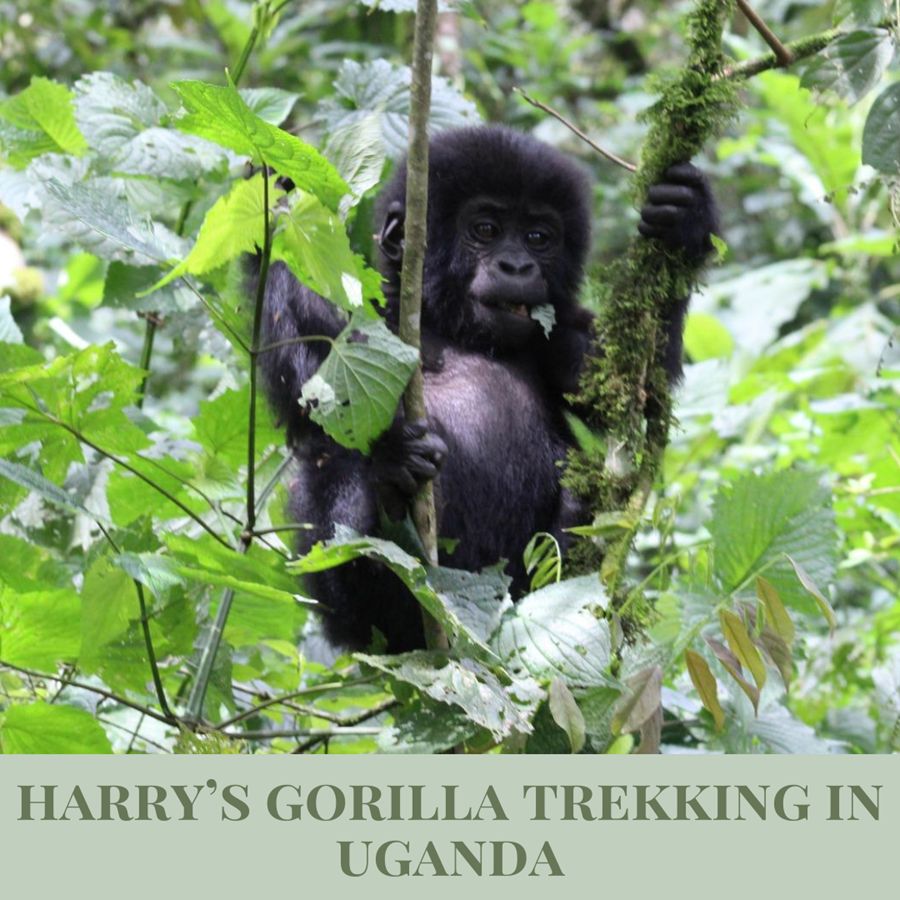 Get up close with nature's giants! 🦍 Last week, our Marketing Director Harry trekked through Uganda’s lush forests for an unforgettable gorilla encounter. 
Click on the following link to see our newsletter for insights into this breathtaking experience! 
buff.ly/3CAcp9H