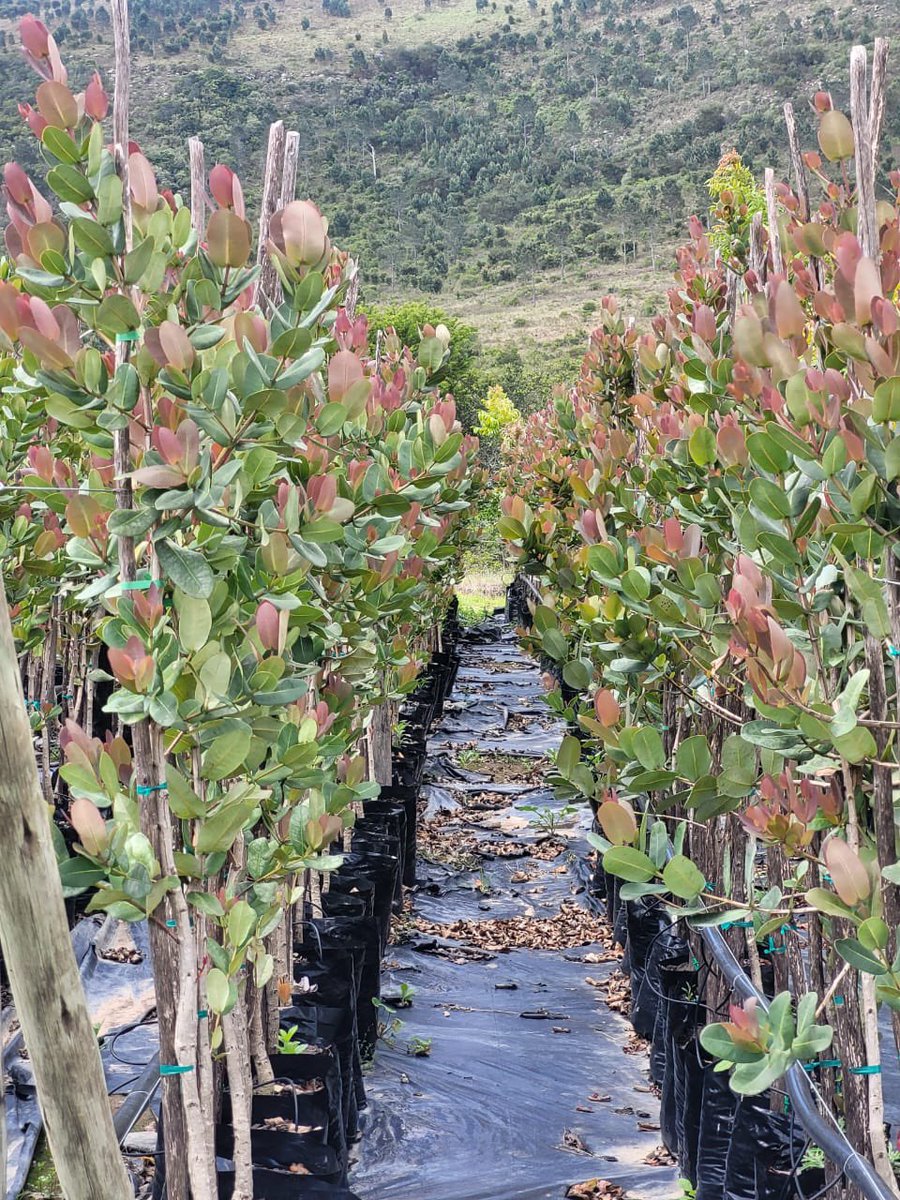 This year’s been tough. The trees don’t show it, but winter was brutal. Our water storage isn’t holding, and it’s clear we need a proper reservoir to scale as we dream. We’ve paused 100L production to focus on 20s, 50s, and reforestation. Quality trees take time. #SupportLocal