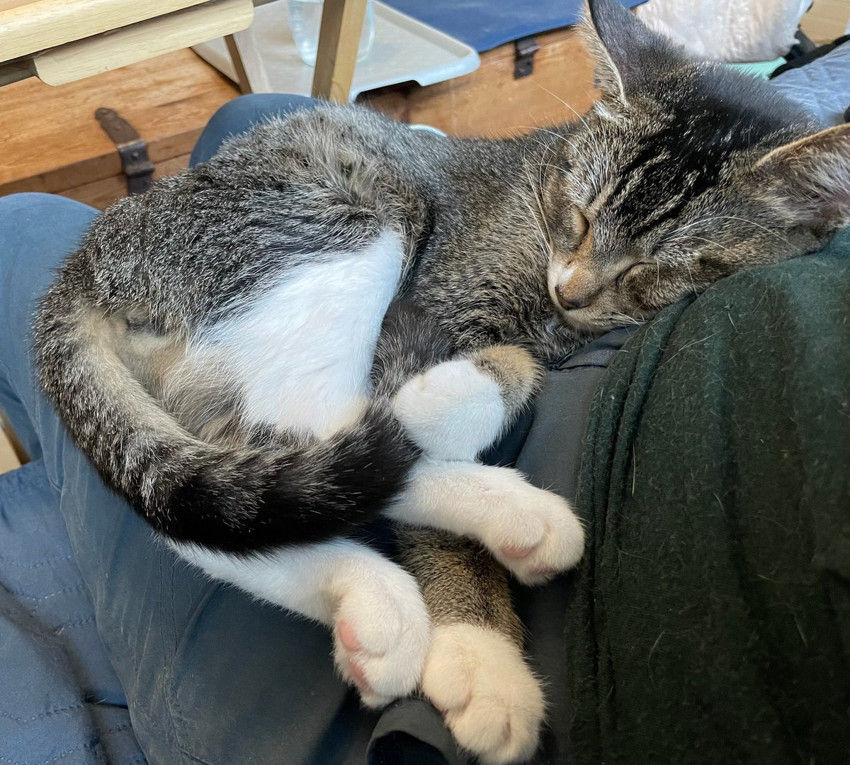 givemesheltersf's tweet photo. I'm Andy, a super confident, friendly, playful &amp; affectionate 8 m/o boy. I’m full of energy but I’m also full of love &amp; affection to share with my human &amp; kitty furiends. I'll give you head bumps, plop down on your lap, purr and rub all over you.

Adopt: https://t.co/YfkQf7KCj0 https://t.co/DE6beopAr8