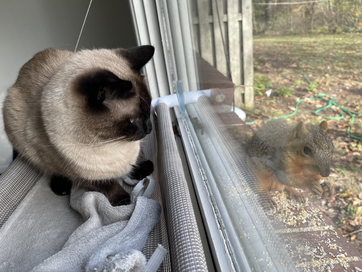 Quadfeed's tweet photo. 🐿️👀 https://t.co/pSHvXZJPHT