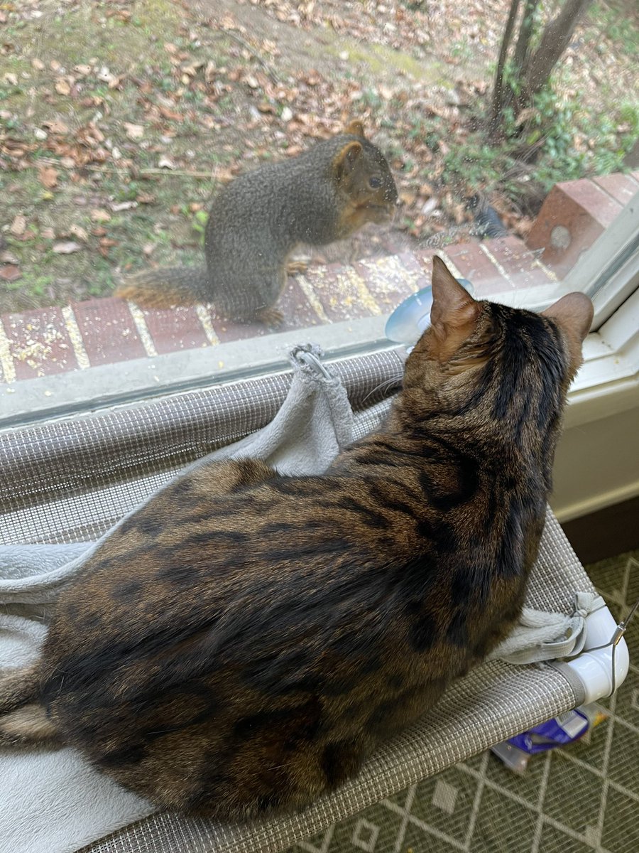 Quadfeed's tweet photo. 🐿️👀 https://t.co/pSHvXZJPHT