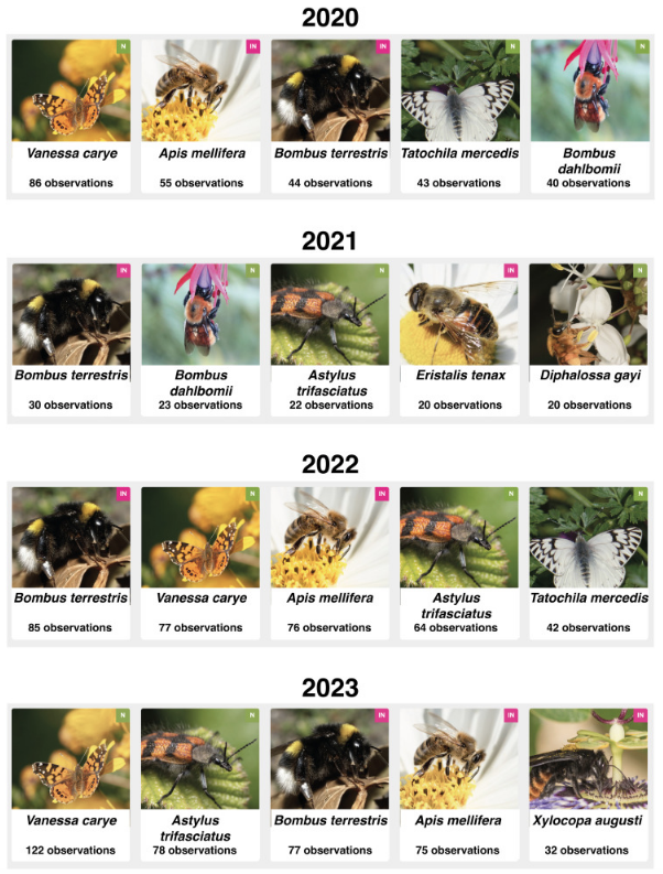 Acá la variación anual entre las especies con mayor número de registros  reportadas por los cientos de observadores voluntarios  👇